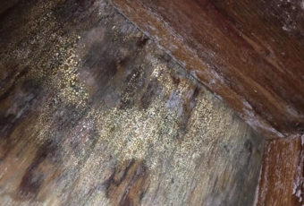 Mold removal required in home crawl space