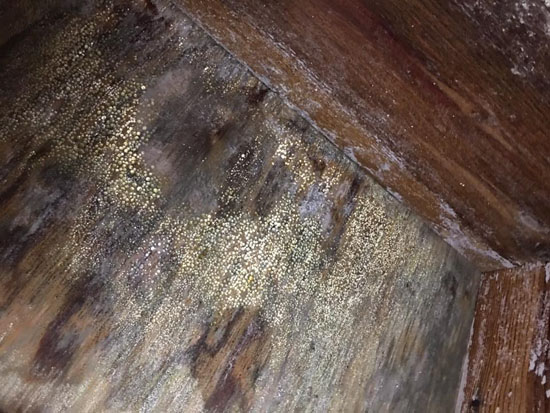 Mold removal required in home crawl space