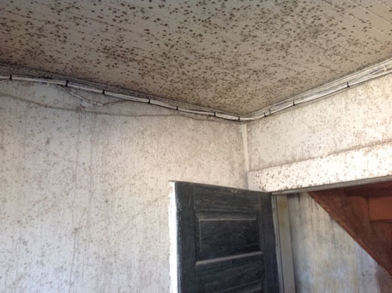 Interior Shot of Mold at Dillon Graded School